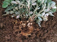 ラッカセイ・写真2