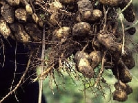 ラッカセイ・写真3