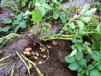 ジャガイモ・写真1