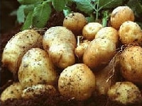 ジャガイモ・写真2
