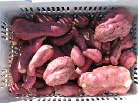 サツマイモ・写真3