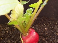 ラディッシュ・写真1