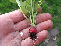 ラディッシュ(赤丸)・写真2