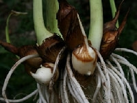 サトイモ・写真2