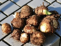 サトイモ・写真3