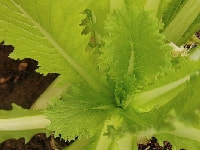 ハクサイ・写真2