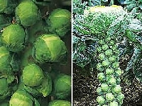 メキャベツ・写真1