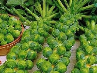 メキャベツ・写真2