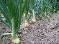 タマネギ・写真1