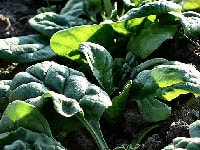 ホウレンソウ・写真2