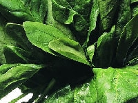 ホウレンソウ・写真3