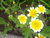 シュンギク・写真2