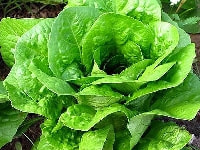 レタス・写真2