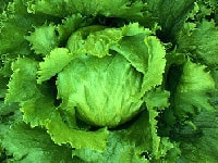 レタス・写真3