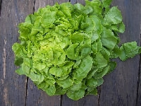 サラダナ・写真3