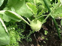 コールラビー・写真1