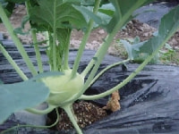 コールラビー・写真2