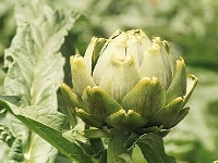 アーティチョーク・写真1