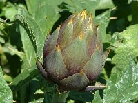 アーティチョーク・写真2