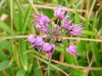 ラッキョウ花・写真1