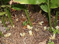 ミョウガ・写真1