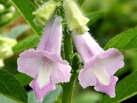 ゴマの花・写真2