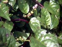 ツルムラサキ・写真2