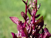 ツルムラサキ赤茎種・写真3