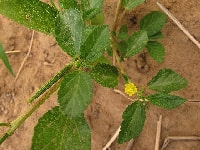 モロヘイヤの花・写真2