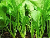 チンゲンサイ・写真1