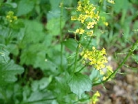 タアサイの葉・写真2