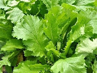 セリホン・写真1