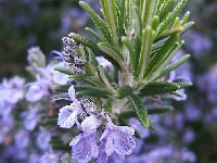 ローズマリー・写真1