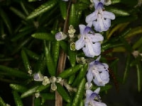 ローズマリー・写真2