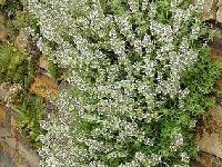 シルバータイム・写真2