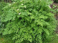 チャービル・写真1