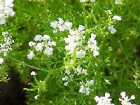 チャービルの花・写真2