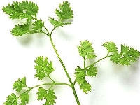 チャービルの葉・写真3