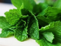 ミント・写真3