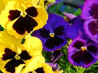 パンジー/ビオラ・写真1