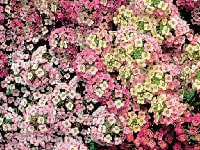 スイートアリッサム・写真2