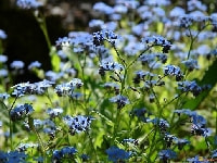 ワスレナグサ・写真1