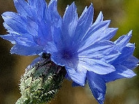 ヤグルマギク・写真3