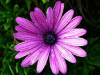 ディモルホセカ・写真1