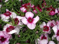 ダイアンサス・写真1