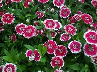 ダイアンサス・写真2