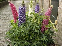 ルピナス・写真2