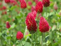 ストロベリーキャンドル・写真2