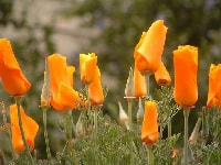 ハナビシソウ・写真1