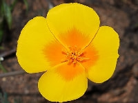 ハナビシソウ・写真3